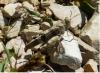 Oedipoda germanica germanica